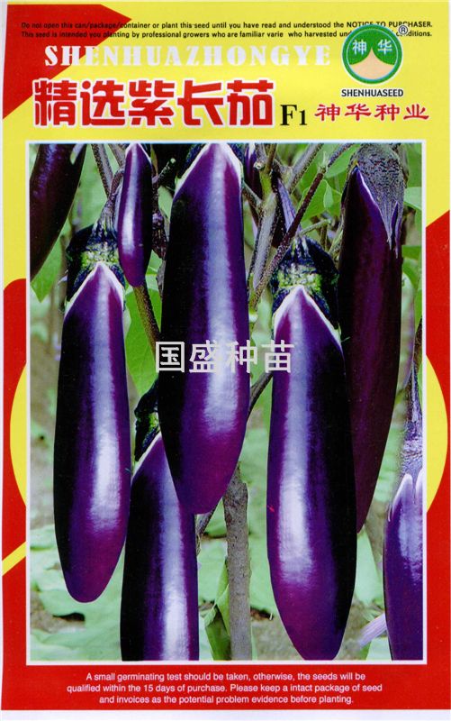 茄子种：精选紫长茄