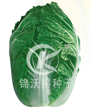 白菜种子：CR惠春