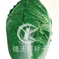 白菜种子：CR惠春