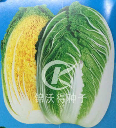 白菜种子：CR秀春