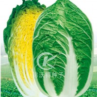 白菜种子：KW-旺春