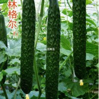 黄瓜种子：菲林格尔