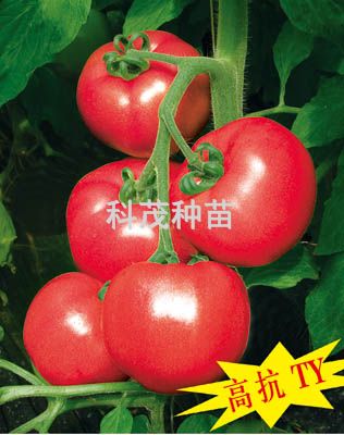 蕃茄种子：欧曼琦F1