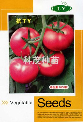蕃茄种子：欧妍博F1