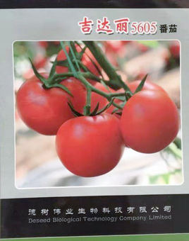 供应吉达丽—番茄种子