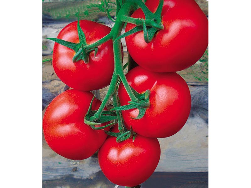 优质越冬西红柿种子-山东品种好的西红柿种子供应