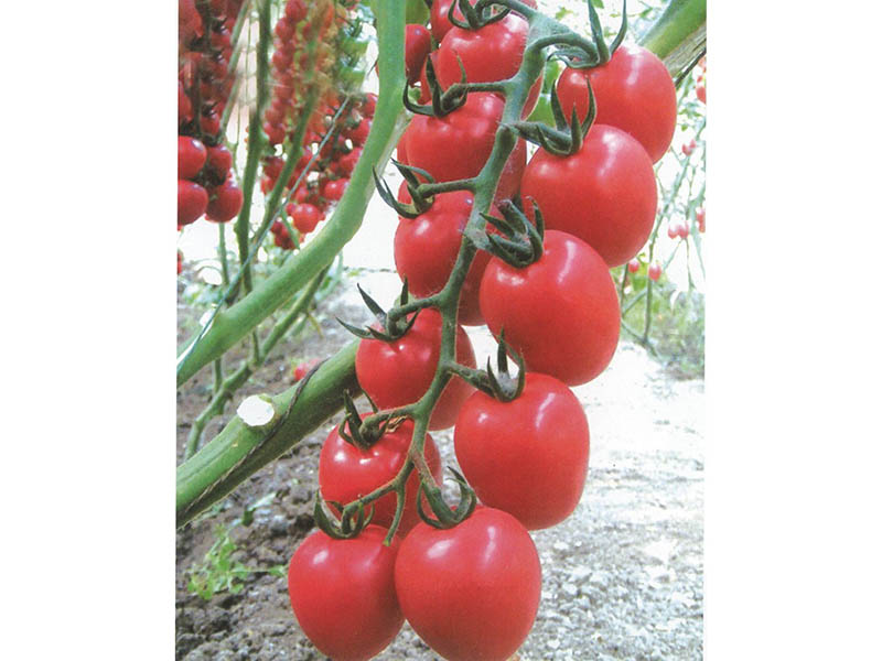 山东西红柿种子|哪里有批发西红柿种子