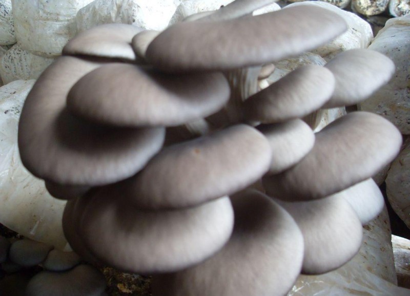 菌类礼盒批发，划算的蘑菇【推荐】