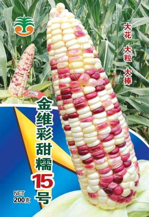 供种基地批发彩甜糯玉米种子——金维彩甜糯15号