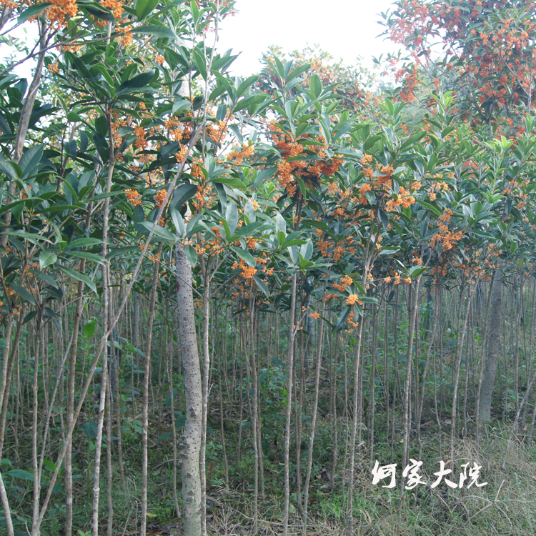 桂花树，2公分桂花树，精品桂花树工程苗
