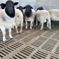 纯种黑头杜泊羊种公羊多少钱一只哪里卖的价格便宜杜泊种公羊场