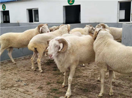 纯种黑头杜泊羊种公羊多少钱一只哪里卖的价格便宜杜泊种公羊场